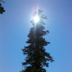 In Tahoe looking at trees