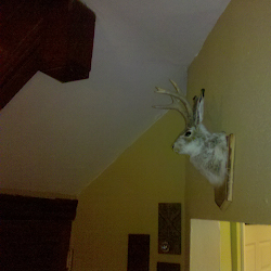 Jackalope