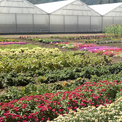 Flower Farm